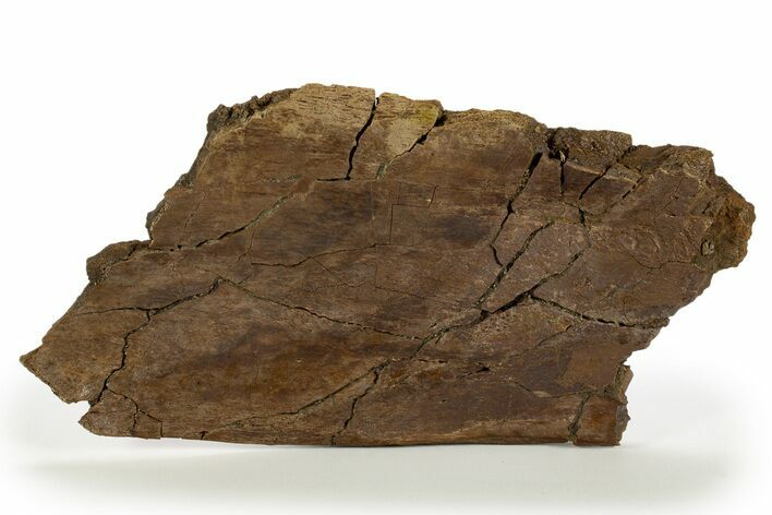 Fossil Hadrosaur (Edmontosaurus) Scapula Section - Wyoming #316891